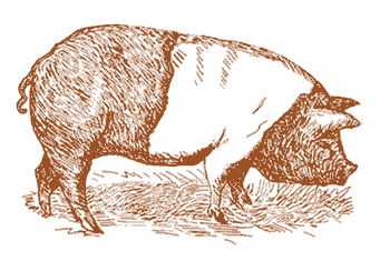 Illustration of a pig