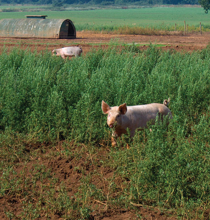 Happy Piglets