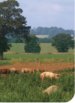 Roaming Pigs