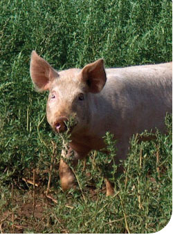 Happy Pig